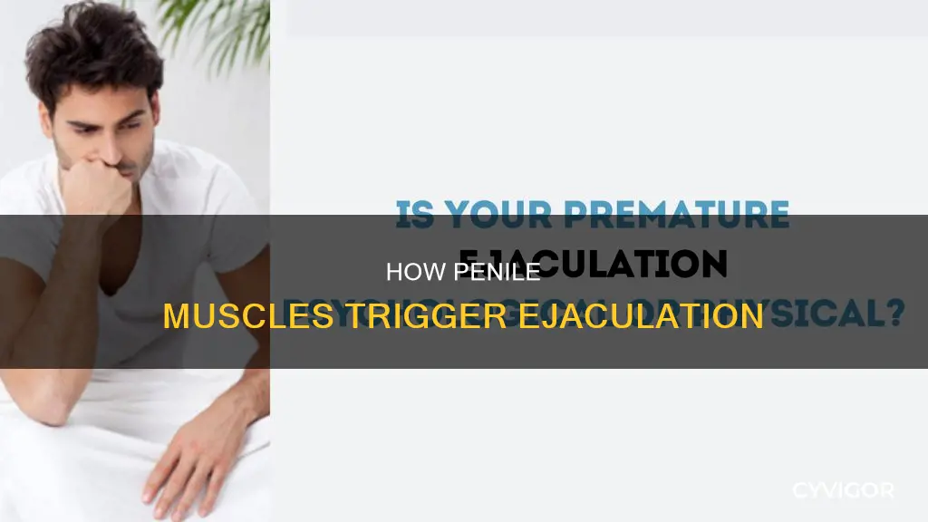 what penile muscle does ejaculation