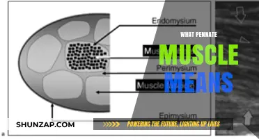 Understanding the Power of Pennate Muscles