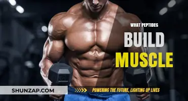 Unlocking Muscle Growth: The Power of Peptides Revealed