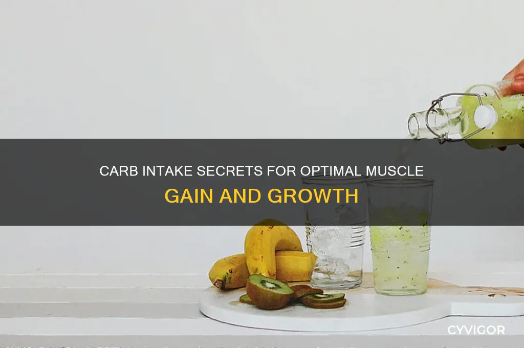 what percent carbs do you want to gain muscle