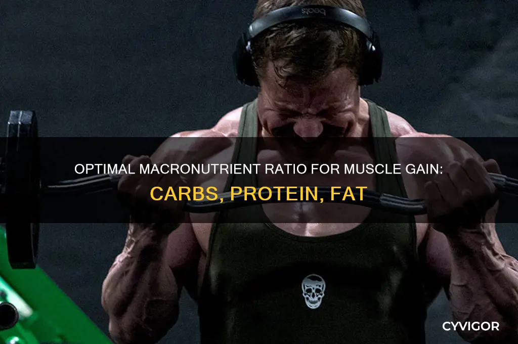 what percentage carbs protein fat for muscle gain