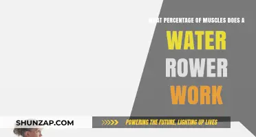 How Much Muscle Does a Water Rower Engage in Workouts?