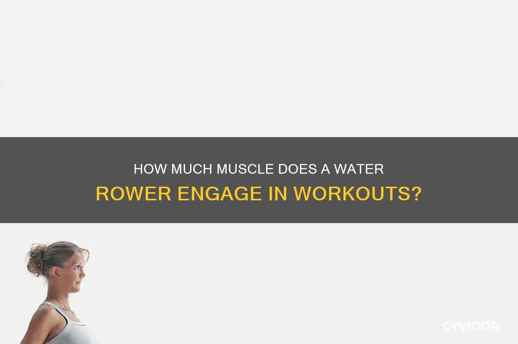 what percentage of muscles does a water rower work