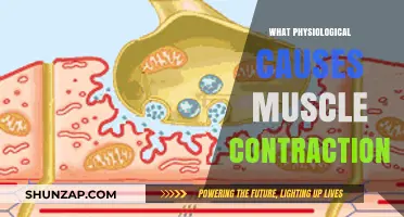 Understanding the Physiological Mechanisms Behind Muscle Contractions