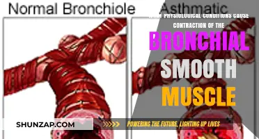 Physiological Triggers for Bronchial Smooth Muscle Contraction Explained