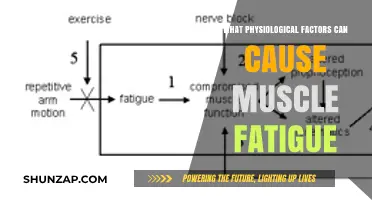 Understanding Muscle Fatigue: Key Physiological Factors and Their Impact