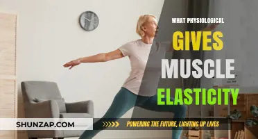 The Elasticity of Muscles: Unlocking the Power of Stretch and Flex