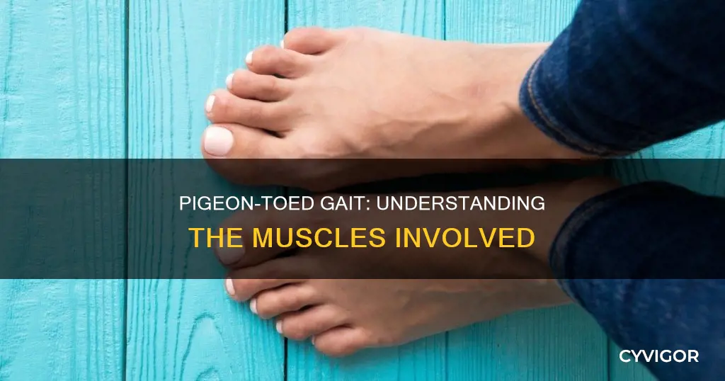 what pigeon toe muscles