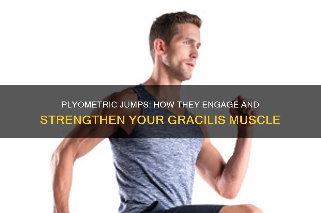 what plyometric jump work gracilis muscle