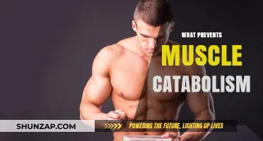 Preventing Muscle Catabolism: Strategies for Success