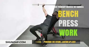 Barbell Bench Press: Targeting Your Primary Chest and Triceps Muscles