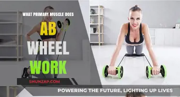 Ab Wheel Workout: Targeting Your Core's Primary Muscle Group