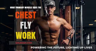 Chest Fly Workout: Targeting the Primary Pectoral Muscles Effectively