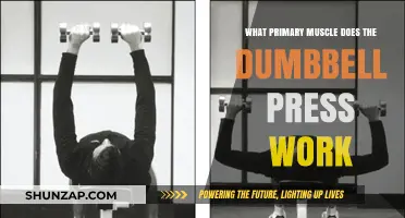 Dumbbell Press: Targeting the Primary Chest Muscle for Strength