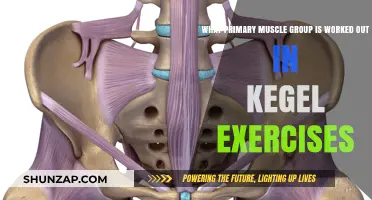 Kegel Exercises: Targeting the Pelvic Floor Muscles for Strength