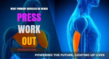 Primary Muscles Targeted by Bench Press: A Comprehensive Workout Guide