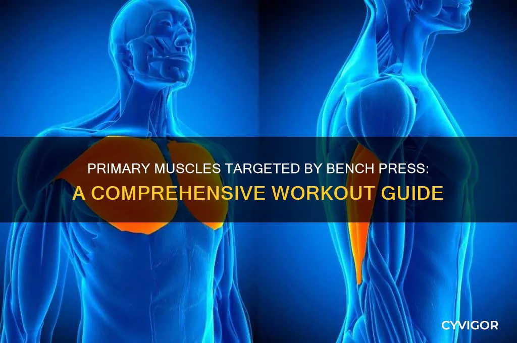 what primary muscles do bench press work out