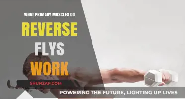 Reverse Flys: Targeting Rear Deltoids, Upper Back, and Posture Muscles