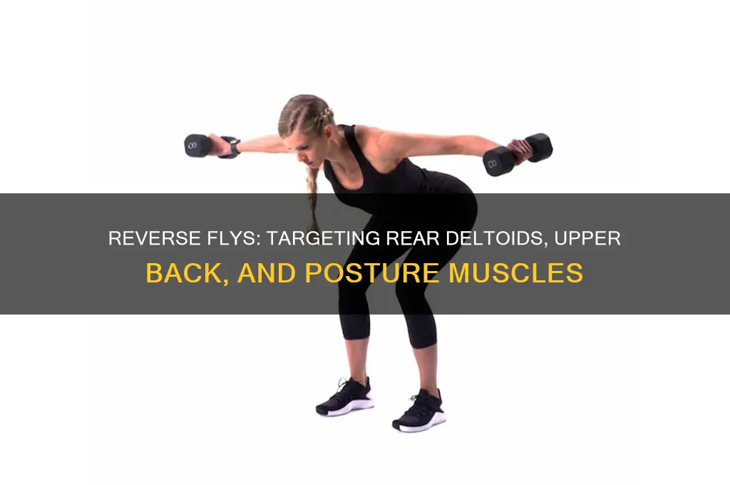 what primary muscles do reverse flys work