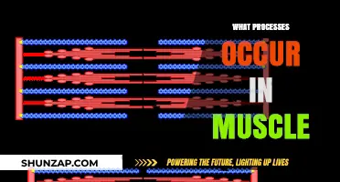 Muscle Function: Understanding the Intricate Processes