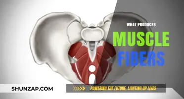 How Muscle Fibers Are Created and Maintained