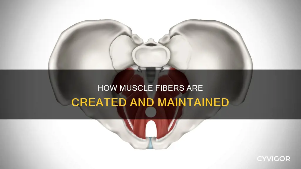what produces muscle fibers