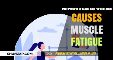 Lactic Acid Fermentation: How Its Byproduct Triggers Muscle Fatigue