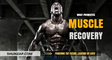 Muscle Recovery: Strategies for Optimal Performance and Results