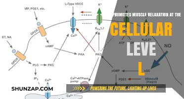 Unlocking Cellular Muscle Relaxation: Key Mechanisms and Factors Explained