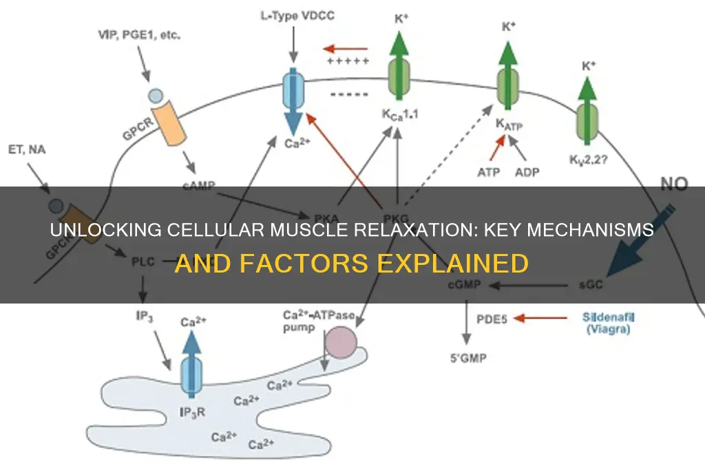 what promotes muscle relaxation at the cellular leve l