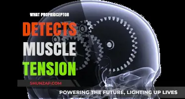 Proprioceptors: Muscle Tension and Body Awareness
