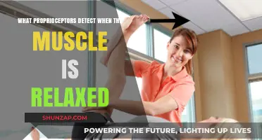 How Proprioceptors Sense Muscle Relaxation: Unveiling the Detection Process