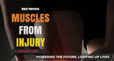 Protecting Muscles: The Role of Connective Tissue