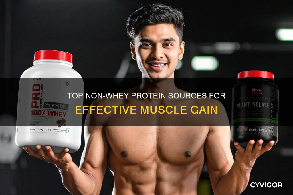 what protein can i take to gain muscle non whey