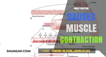 Unveiling the Role of Actin and Myosin in Muscle Contraction