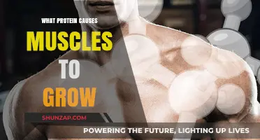 Unleashing Muscle Growth: The Role of Protein Synthesis Explained