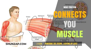 The Protein Linking Your Muscles Together