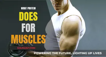 Protein Power: Muscle Growth and Repair