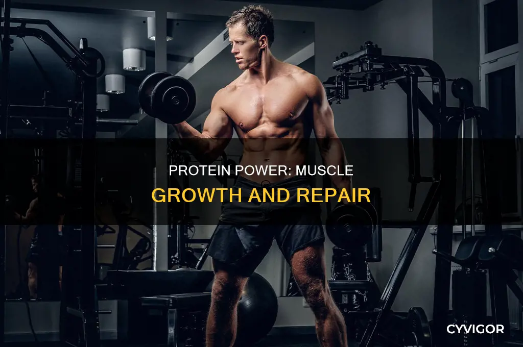 what protein does for muscles