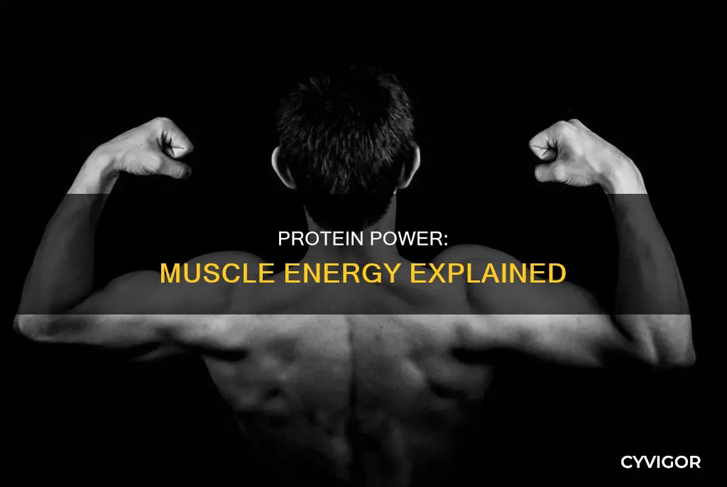 what protein fueld muscle energy