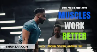 Boost Muscle Performance: Discover the Protein Your Muscles Need