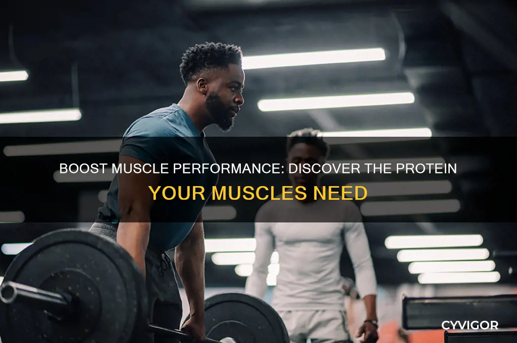what protein helps your muscles work better