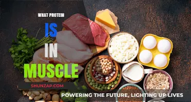 Muscle Protein: What's in Your Muscles?