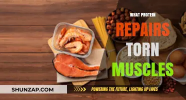 Protein Power: Repairing Torn Muscles