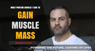 Best Protein Supplements for Effective Muscle Mass Gain: A Guide
