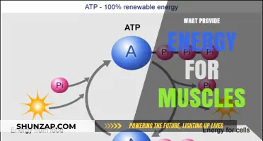 Muscle Energy: What Powers Our Movement?
