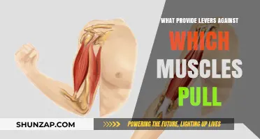 Understanding Muscular Leverage: How Bones and Joints Facilitate Movement