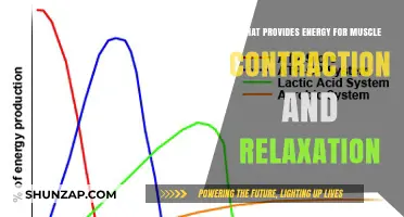 ATP: The Essential Fuel for Muscle Contraction and Relaxation