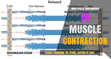 Unraveling Sarcomere Mechanics: The Key Forces Driving Muscle Contraction