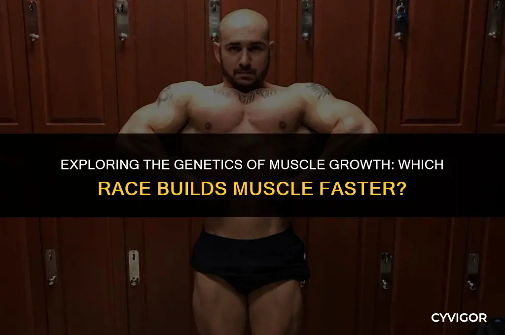 what race builds muscle faster